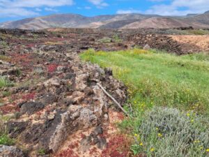 Frühjahrsgrün im Barranco