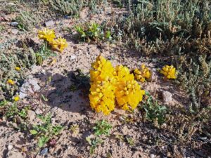 Wandern auf Lanzarote im Frühling Wüstenorchidee